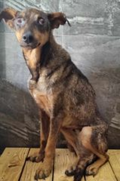 მეტისი საგარეჯო