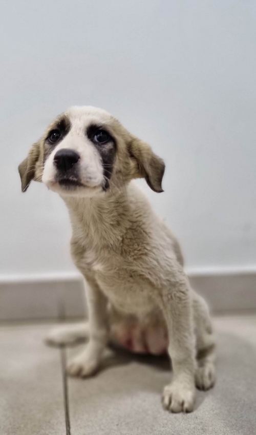 მეტისი თელავი