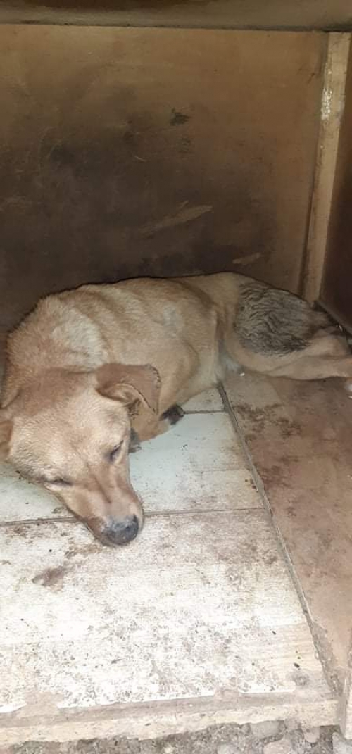 მეტისი უსახელო