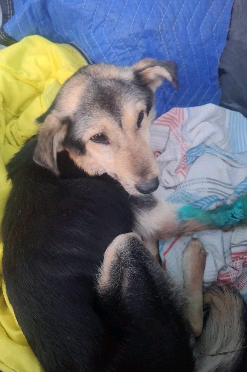 მეტისი. ბაკურციხე