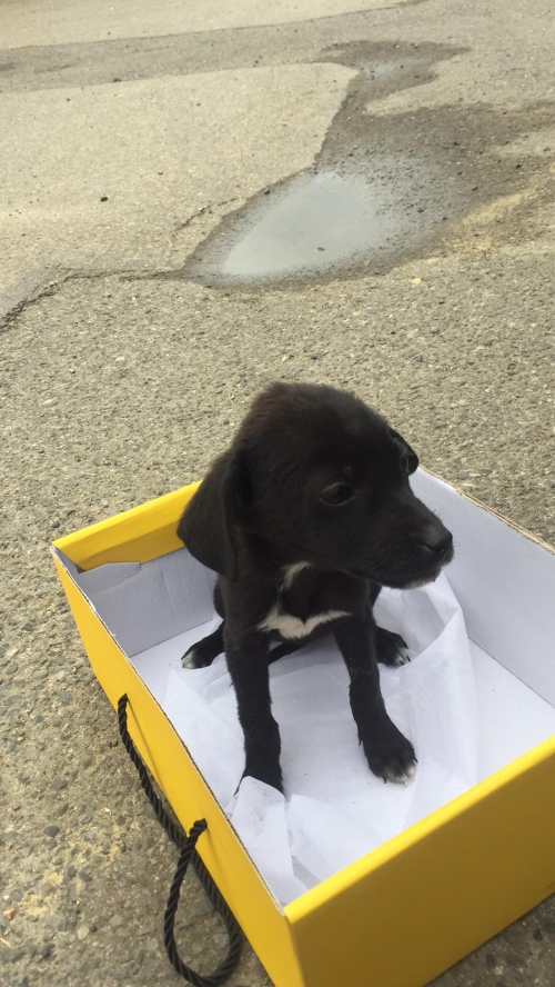 მეტისი საბურთალოზე ვაჟაფშაველსას ძეგლთა იპოვეს