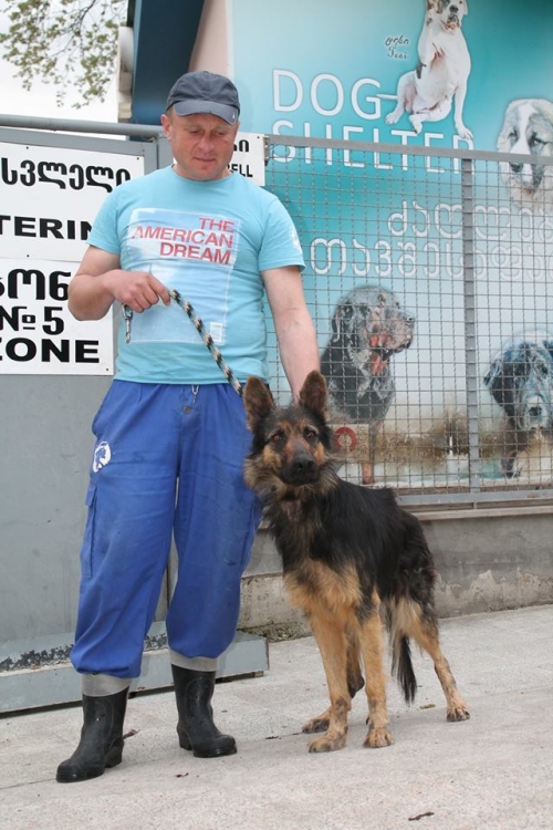 გერმანული ნაგაზი უსახელო