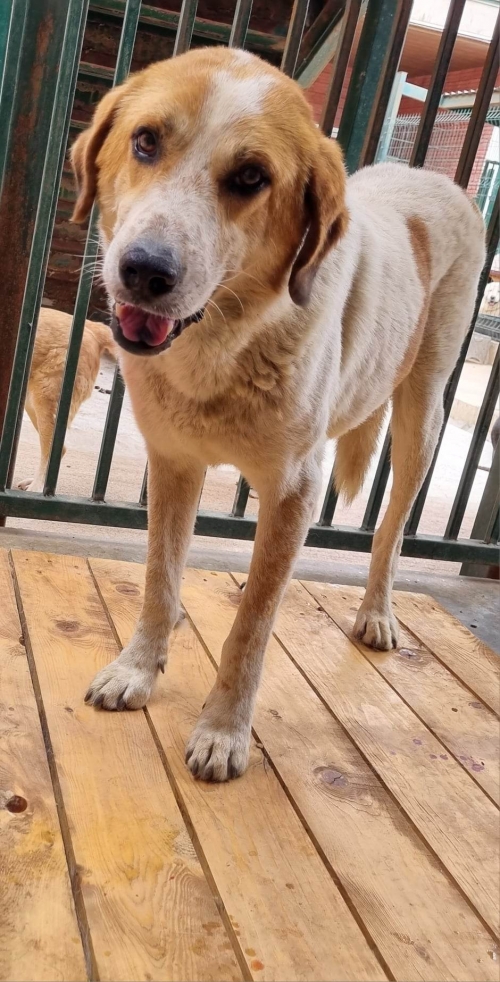 მეტისი უჯარმა