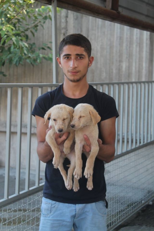 მეტისის ლეკვები უსახელო