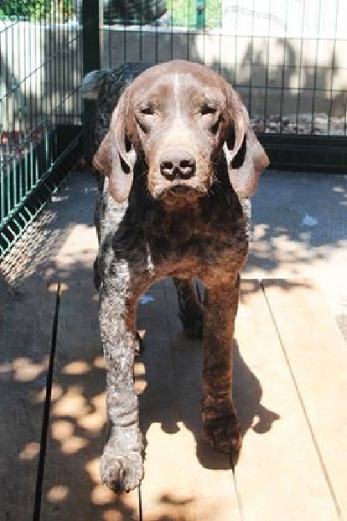 კურცხაარი რექსი