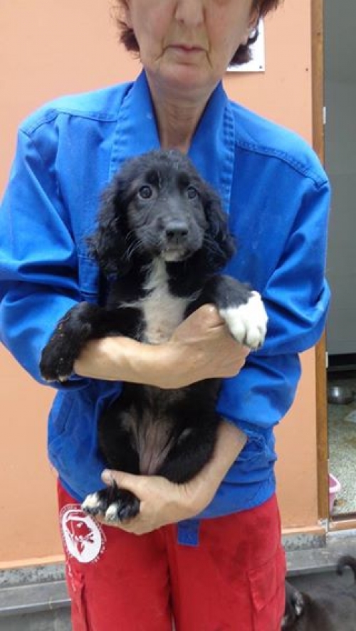 რუსული კოკერ სპანელი უსახელო