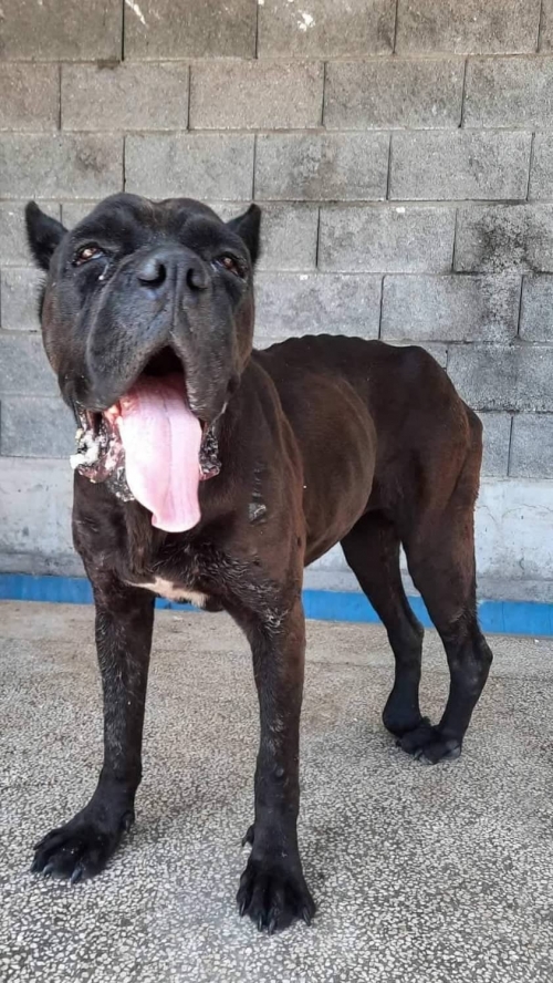 კანე კორსო კანე კორსო ქ,რუსთავი შემოსავლების სამსახურის ოფისთან ნაპოვნია