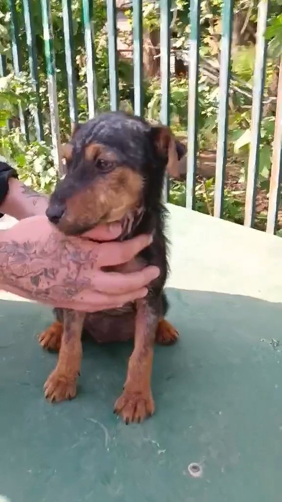 იაგდ ტერიეტი. ზმკ