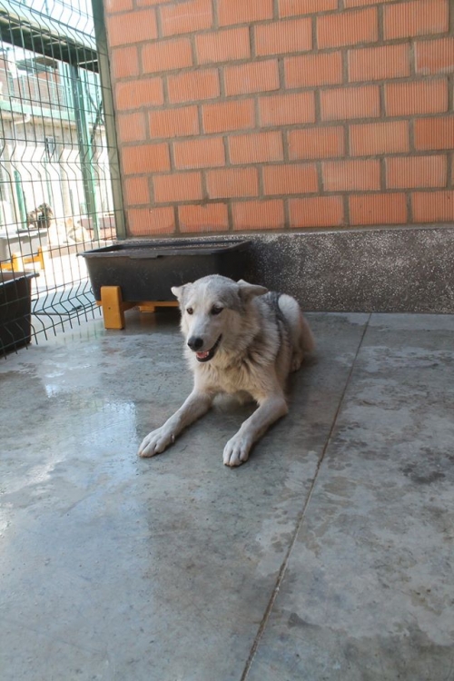 ლაიკა უსახელო