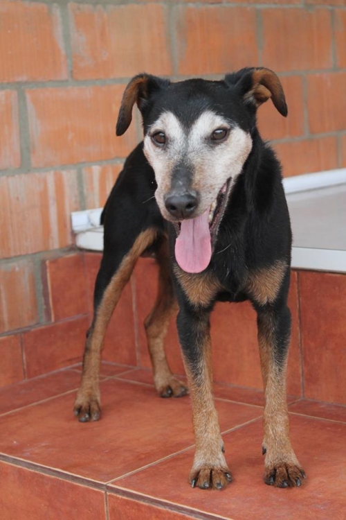 იაქტერიერი გრიშა