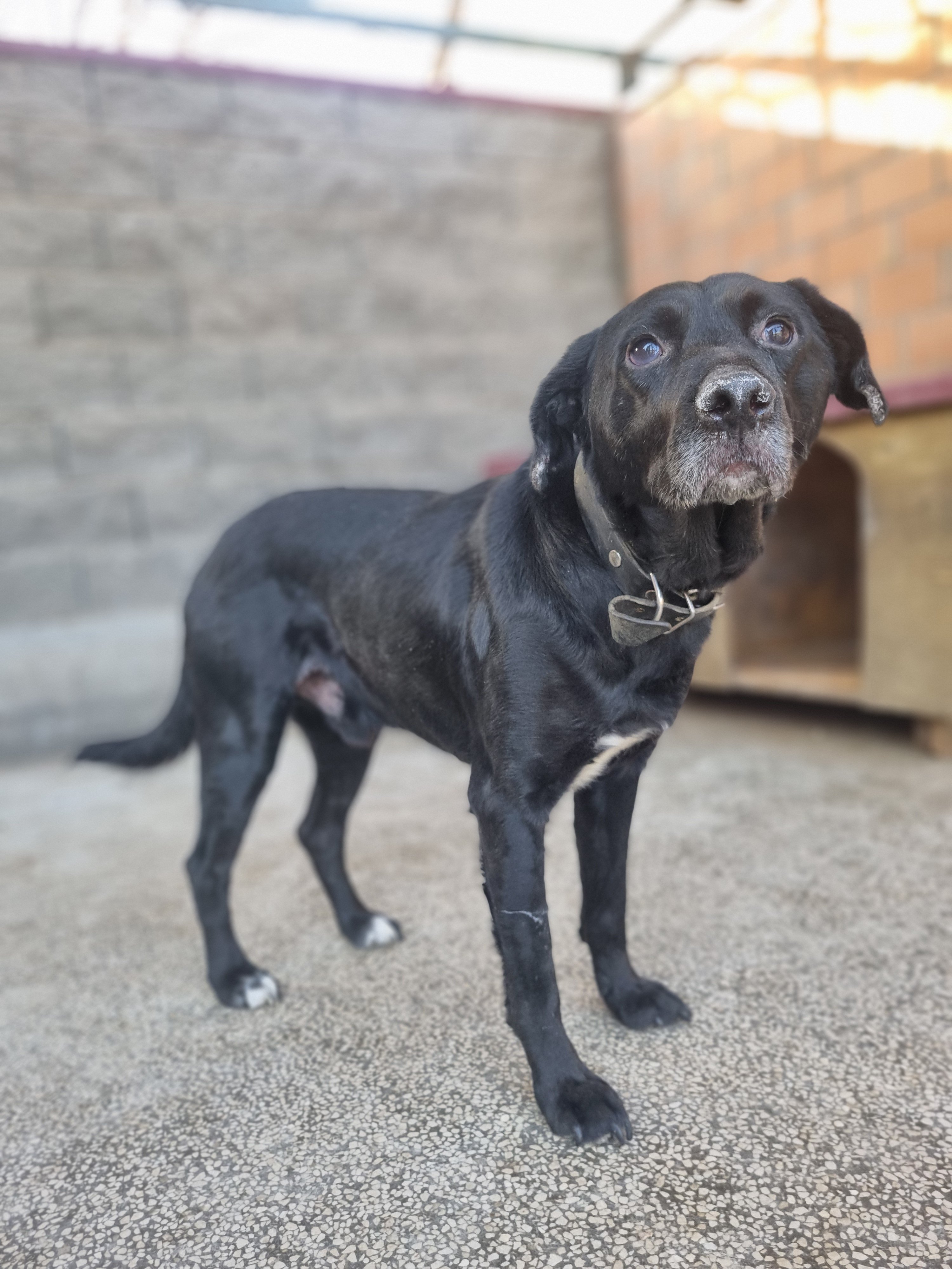 ლაბრადორის მეტისი ბაქსი. გორგასლის ქ. N103