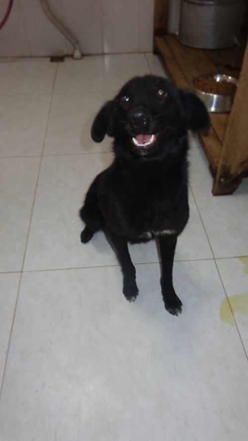 მეტისი კუსა