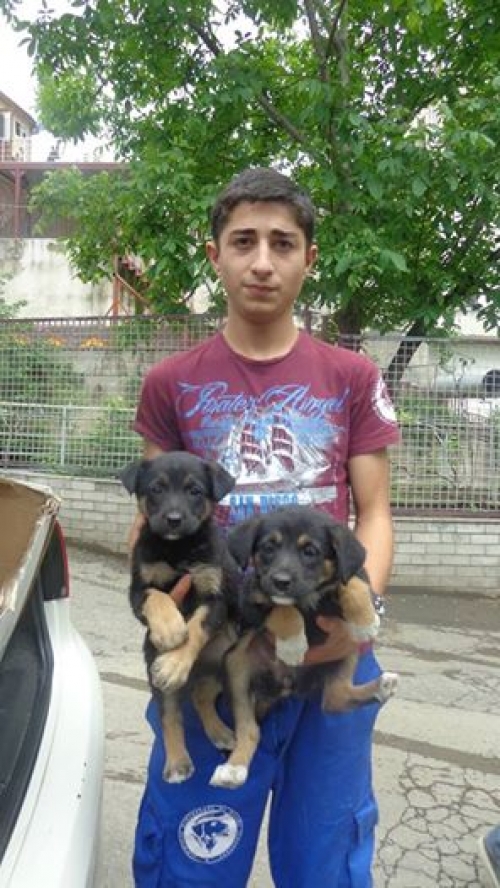 გერმანული ნაგაზის მეტისი უსახელოები