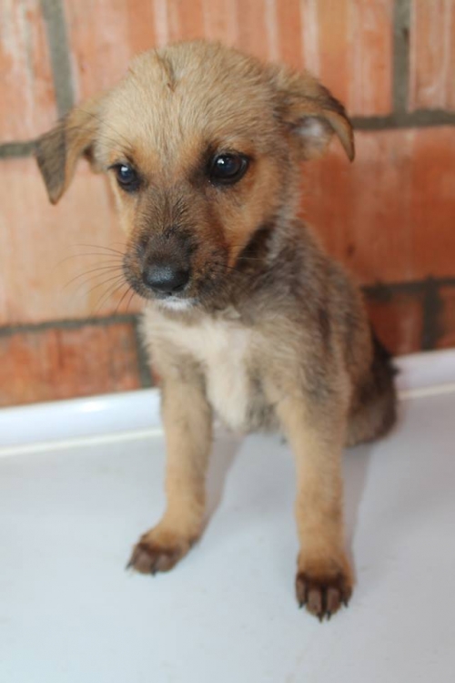 მეტისი უსახელო