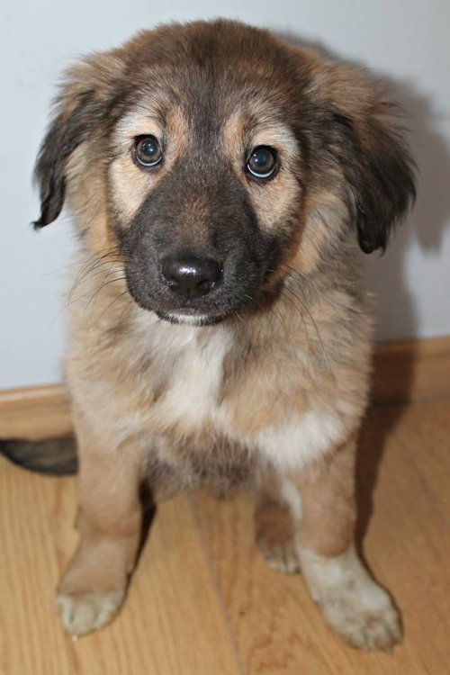 ქართული ქოფაკი უსახელო