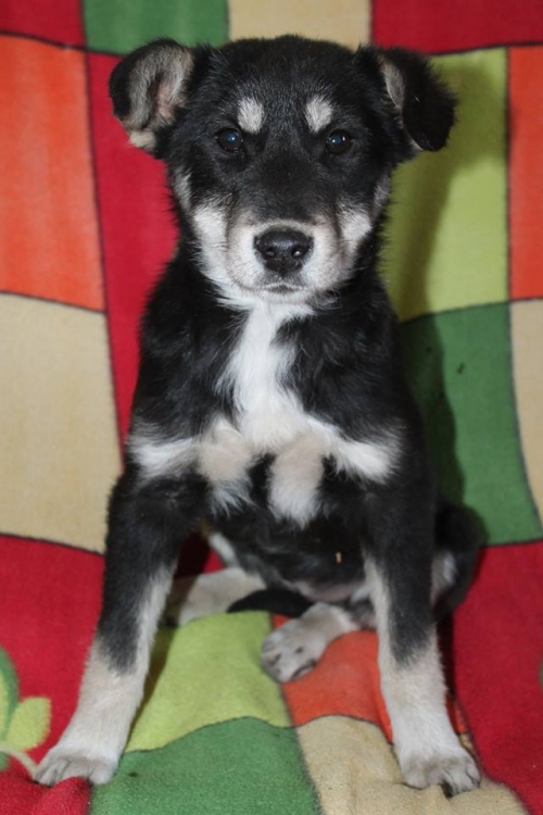 მეტისი უსახელო