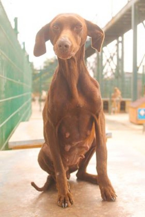 კურცხაარი უსახელო