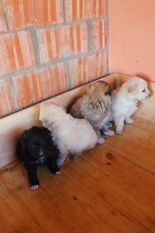 ბალონკა უსახელო