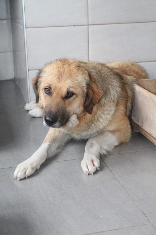 მეტისი უსახელო