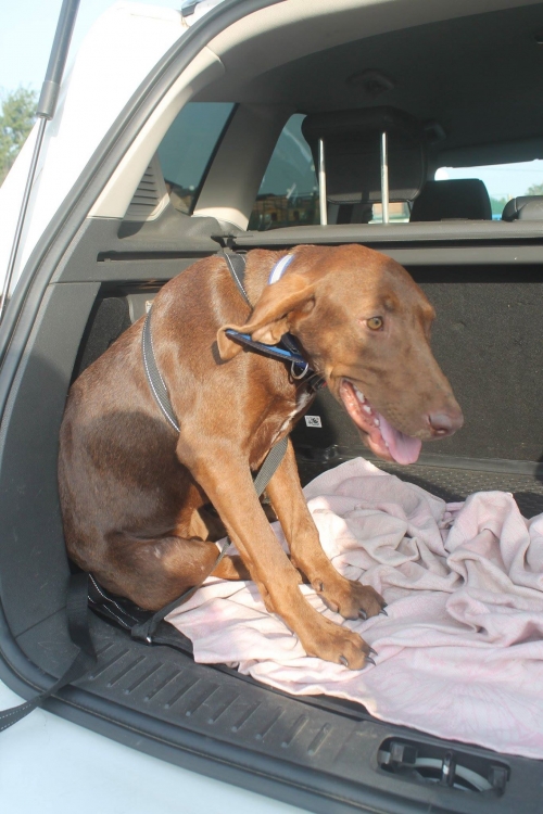 კურცხაარი უსახელო