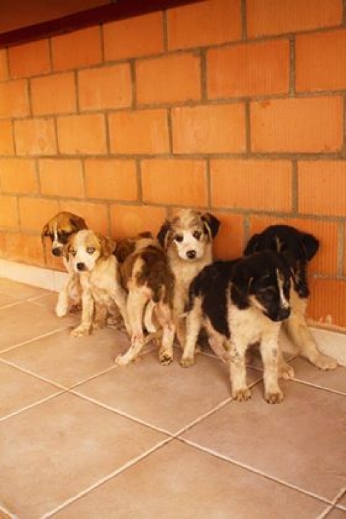 ქართული ქოფაკი უსახელო