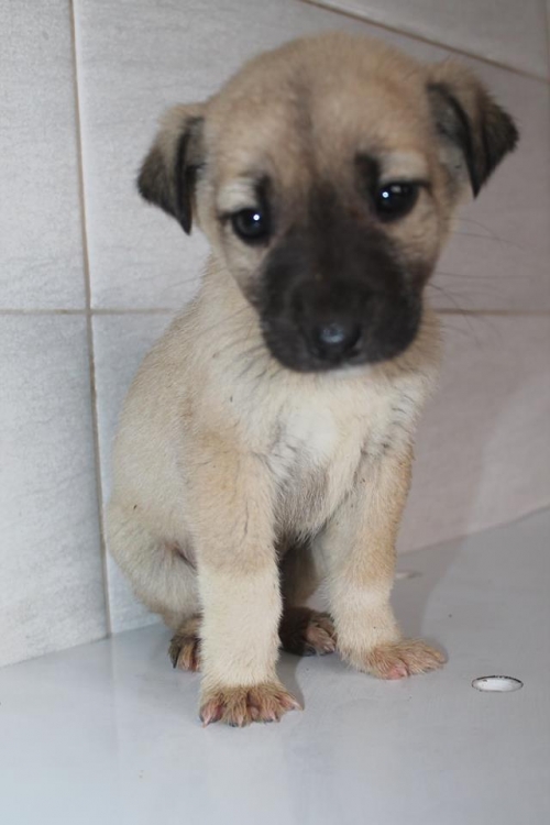 მეტისი უსახელო