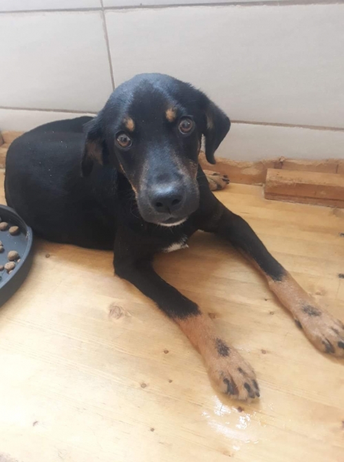 მეტისი ზუგდიდი რუსთაველის ქუჩა