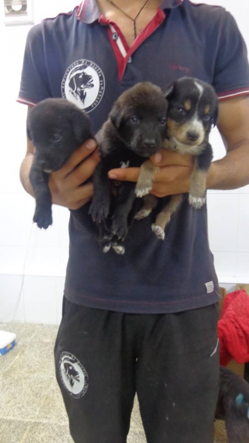 მეტისი უსახელო