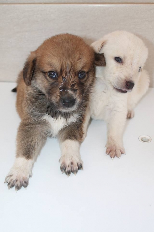 მეტისის ლეკვები უსახელო