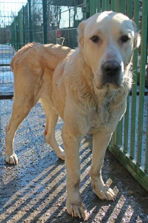 ქართული ნაგაზი ბოთო