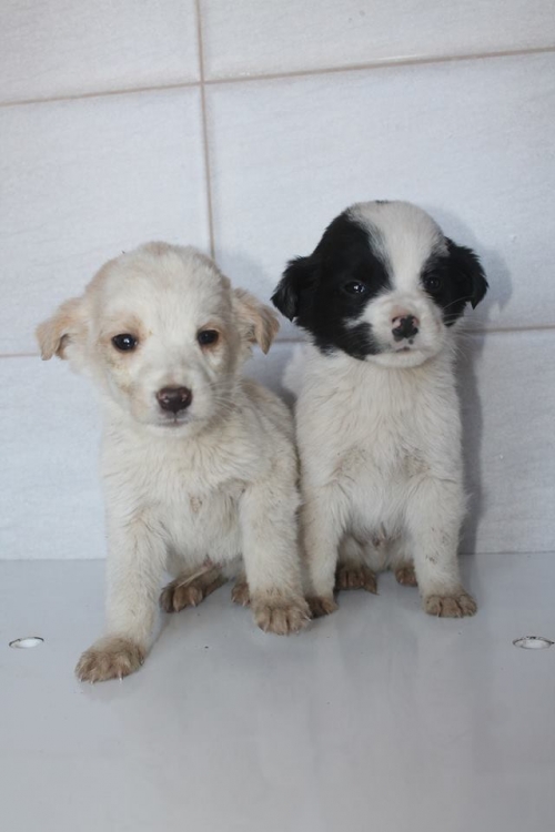 მეტისის ლეკვები უსახელო