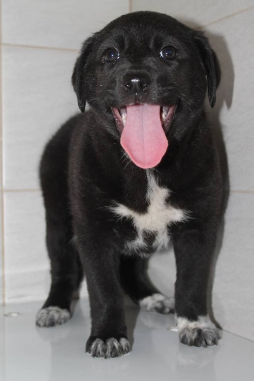 მეტისი უსახელო