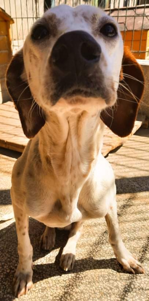 მეტისი თერჯოლა