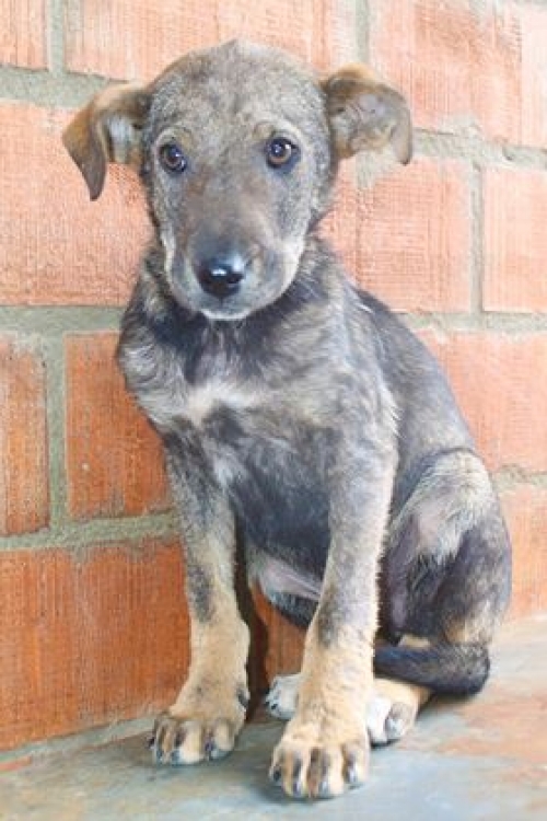 მეტისი უსახელო