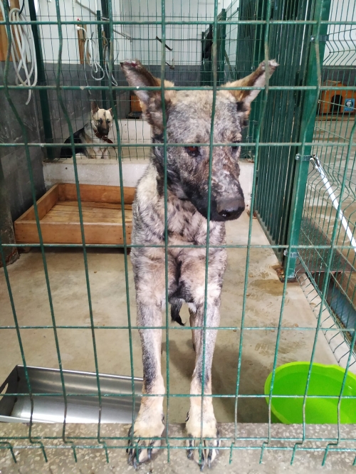 გერმანული ნაგაზი ჯენი