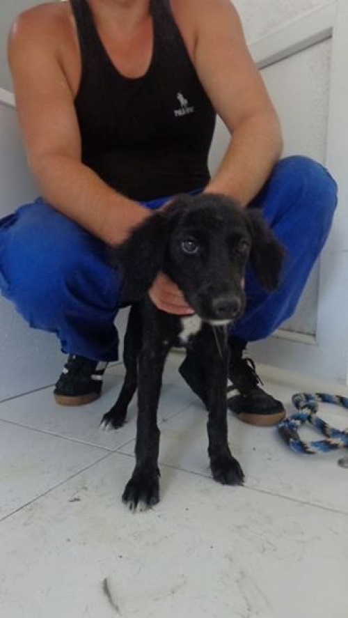 მეტისი უსახელო