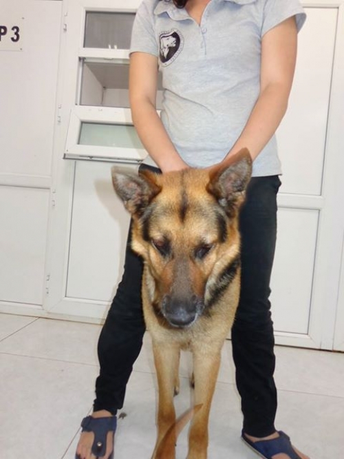 გერმანული ნაგაზი უსახელო