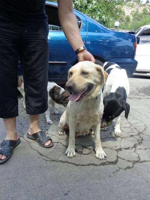 ლაბრადორი სალი