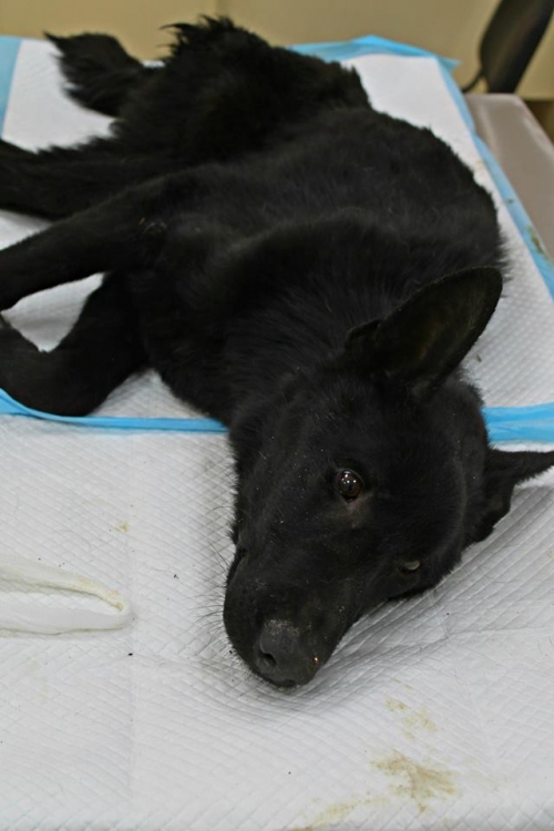 ბელგიური ნაგაზი უსახელო