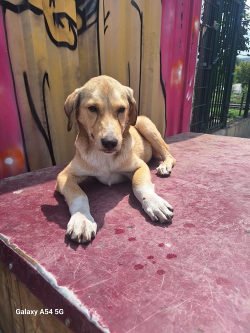 მეტისი ვარკეთილი 3 მიკრო 25 ა კორპუსი