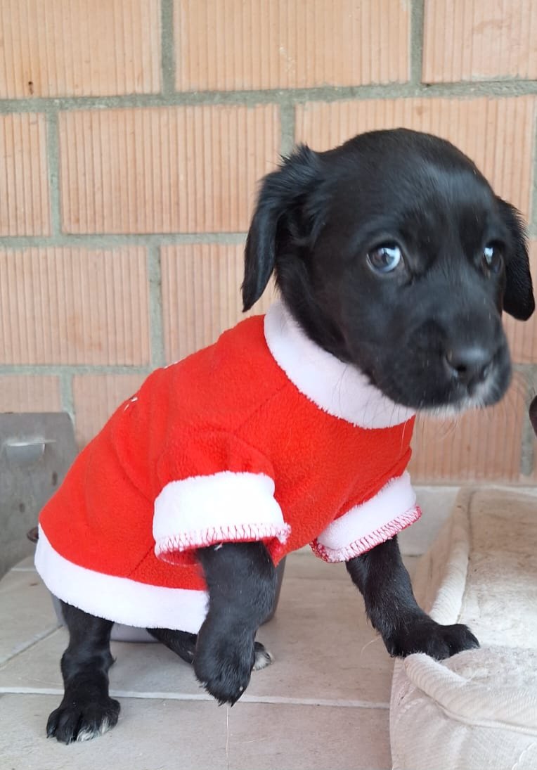 მეტისი. გრ. ლორთქიფანიძის ქუჩა.