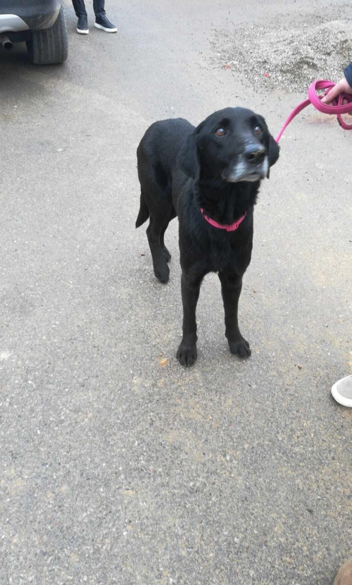 მეტისი რაჭიდან ჩამოიყვანეს