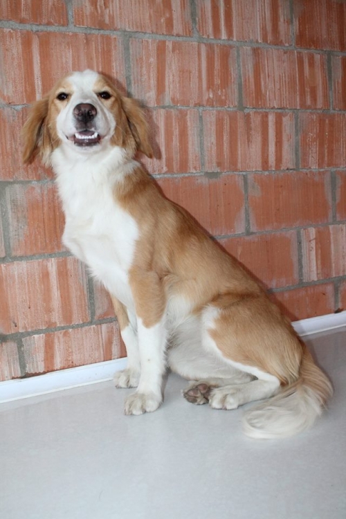 სპანიელის მეტისი უსახელო