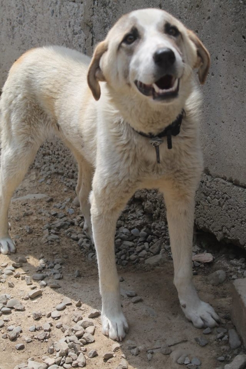 მეტისი ბონდო