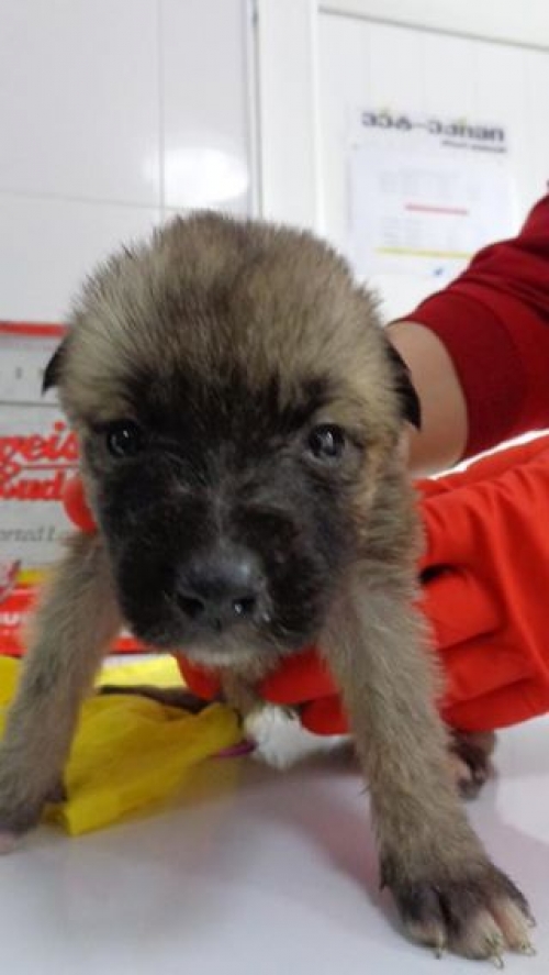 მეტისი უსახელო