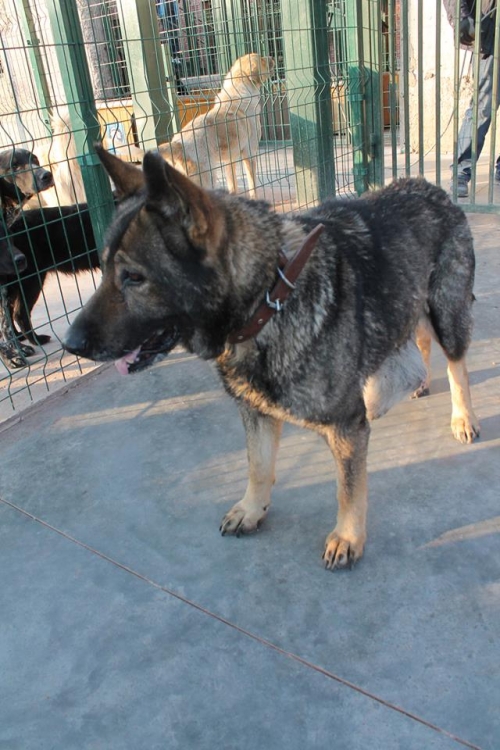 გერმანული ნაგაზის მეტისი ნენსი