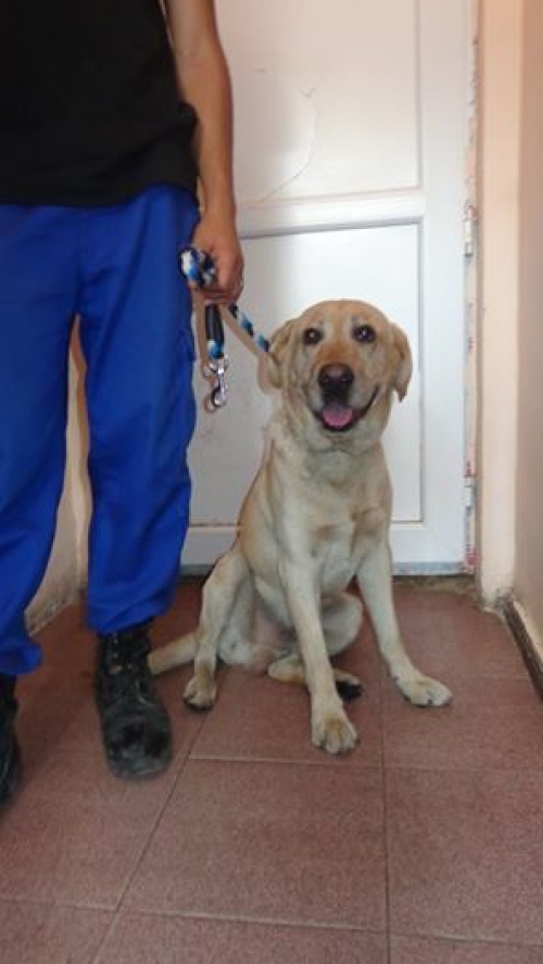 ლაბრადორი უცნობი