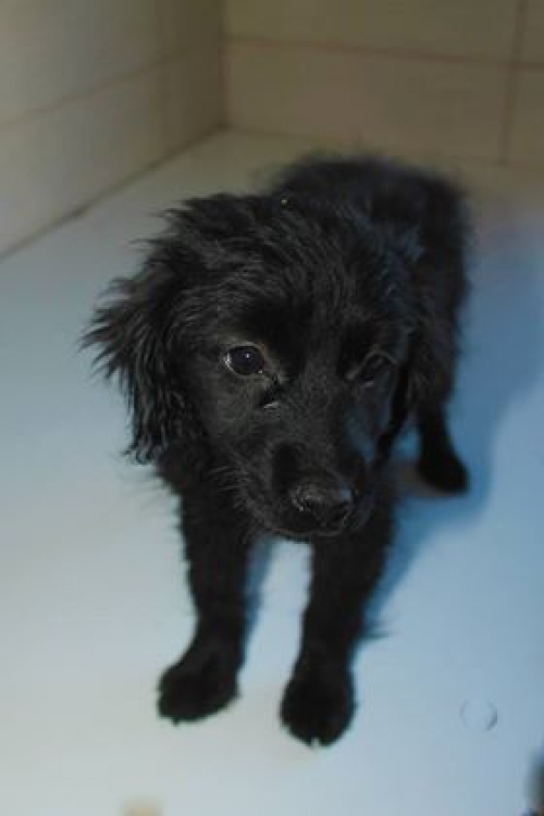 ქართული ქოფაკი უსახელო