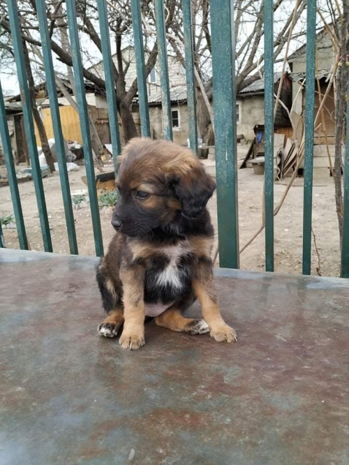 მეტისი უსახელო