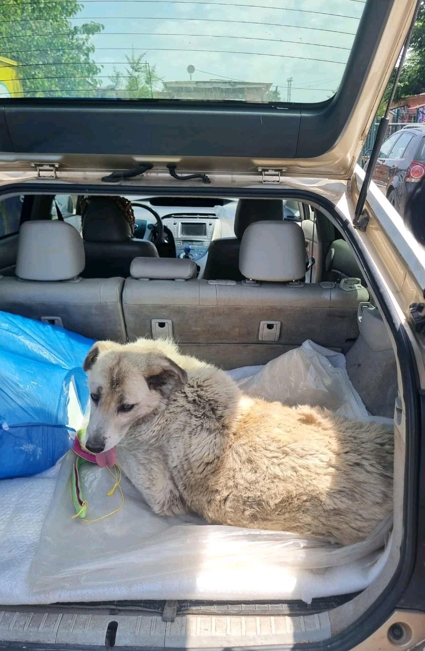 მეტისი. მუხიანი. ბომბორა